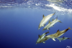 Atlantic spotted dolphins by Daniel Strub 